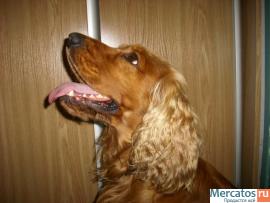 Вязка кокер спаниеля